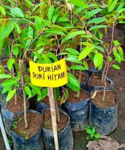 bibit tanaman durian duri hitam Sulawesi Selatan