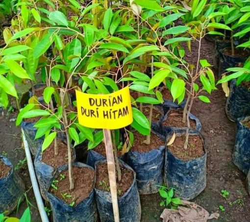 bibit tanaman durian duri hitam Sulawesi Selatan