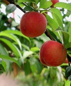 Diskon bibit tanaman buah persik Nusa Tenggara Timur
