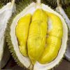 Ready bibit durian petruk bibit buah tanaman Kota Administrasi Jakarta Utara