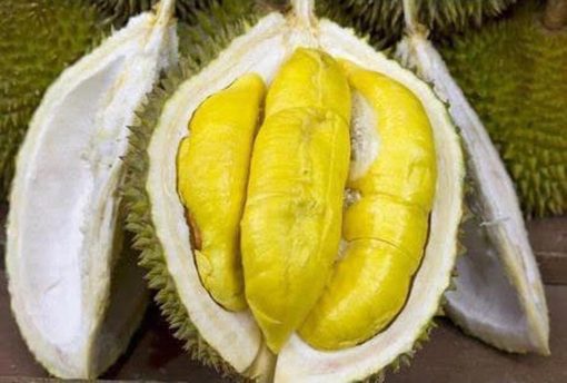 Ready bibit durian petruk bibit buah tanaman Kota Administrasi Jakarta Utara