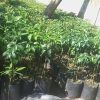 bibit alpukat markus alpukat kendil alpukat super jumbo Kotamobagu