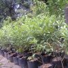 bibit tanaman buah jeruk tongheng Banten
