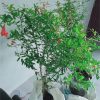 bibit tanaman pohon buah delima merah Sulawesi Tenggara