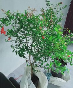 bibit tanaman pohon buah delima merah Sulawesi Tenggara