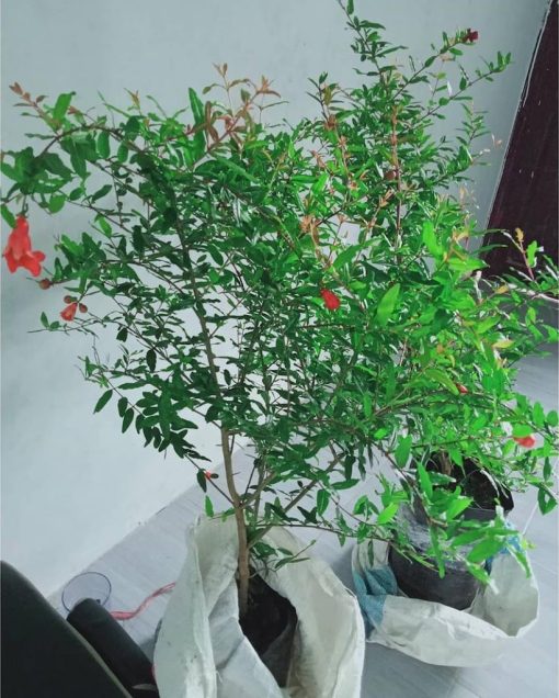 bibit tanaman pohon buah delima merah Sulawesi Tenggara