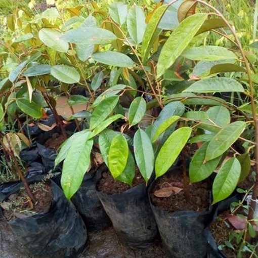 bibit durian bawor super jumbo Kalimantan Tengah