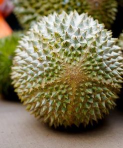 bibit durian musangking Sumatra Utara