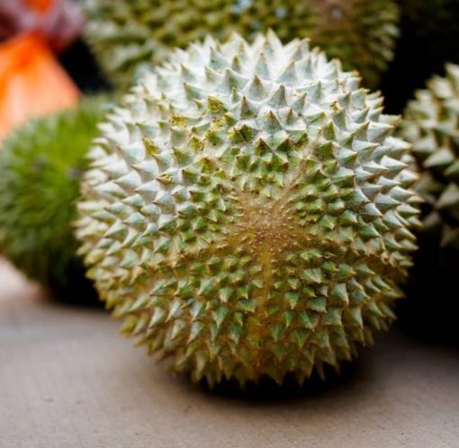bibit durian musangking Sumatra Utara