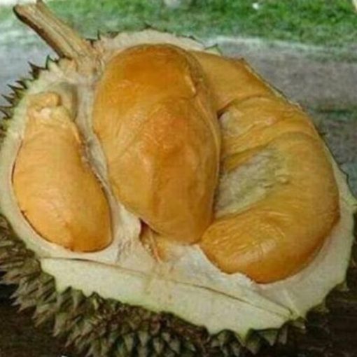 bibit durian duri hitam durian oche Bukittinggi