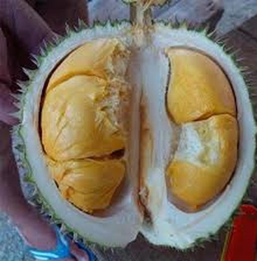 bibit durian duri hitam durian oche Banda Aceh
