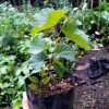 Bibit Tanaman Anggur Pohon Anggur Merah Bibit Buah Anggur Bibit Pohon Anggur Gorontalo