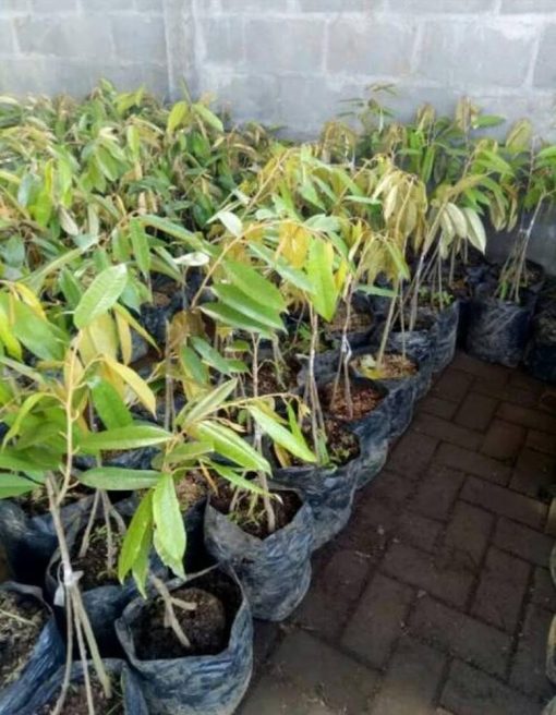 bibit durian musangking kaki 3 1m Jawa Barat