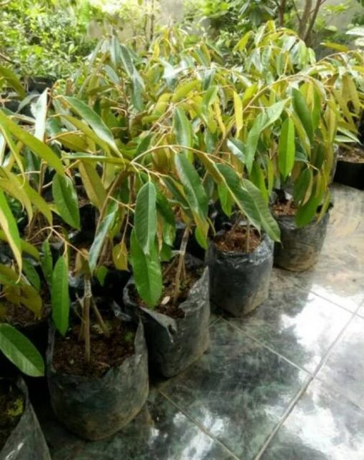 bibit durian montong kaki 3 1meter Tanjungbalai