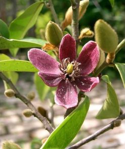 Bibit tanaan bunga cempaka kelopak ungu Kalimantan Selatan