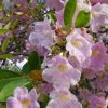 Tanaman hias bunga tabebuya pink Banten