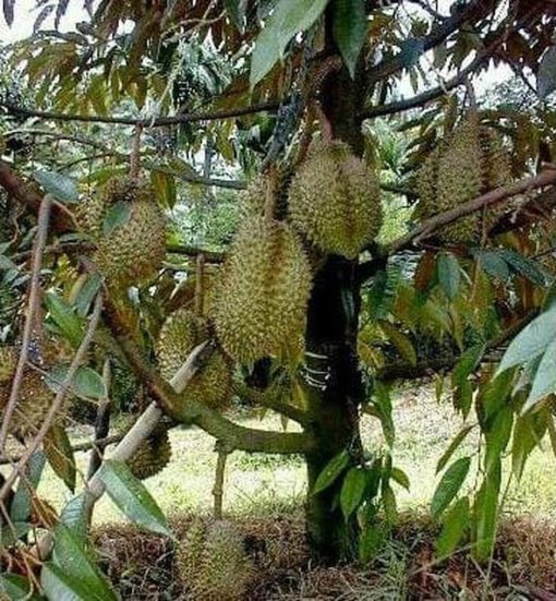 ada bibit tanaman buah durian bawor kaki 1 kw Kota Administrasi Jakarta Pusat