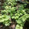 NEW JUAL BIBIT BUAH RED ANGGUR NINEL IMPORT BIBIT BIJI BENIH ADA Singkawang