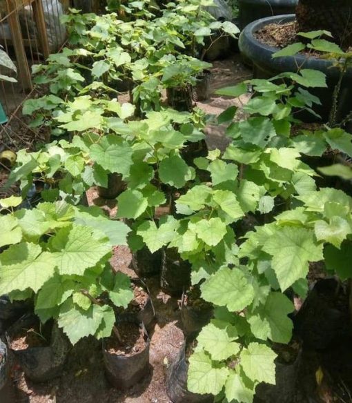 A1 JUAL BIBIT BUAH RED ANGGUR NINEL IMPORT BIBIT BIJI BENIH KWA1 Tual