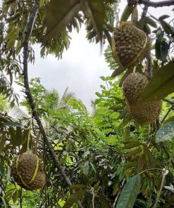 bibit durian montong kaki 3 jaminan original Jawa Barat