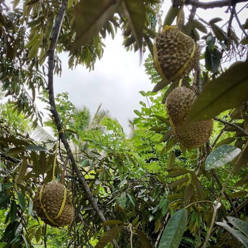 bibit durian montong kaki 3 jaminan original Jawa Barat