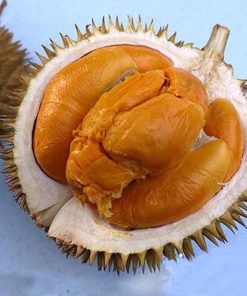 af durian buah durian duri hitam tinggi 60cm Sumatra Utara