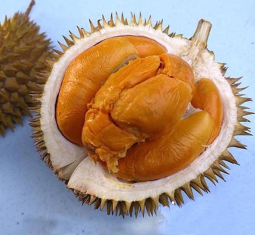 af durian buah durian duri hitam tinggi 60cm Sumatra Utara