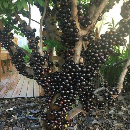 Super Bibit Tanaman Anggur Brazil Buah Manis Jaboticaba Pohon Tabulampot Unggul Kepulauan Riau
