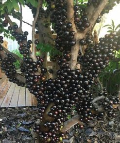 Super Bibit Tanaman Anggur Brazil Buah Manis Jaboticaba Pohon Tabulampot Unggul Kendari