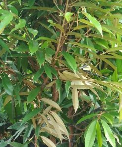 laris murah bibit pohon durian musang king umur 3 tahun tinggi 1 5 meter Balikpapan