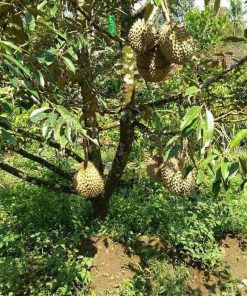 laris murah bibit pohon durian musang king umur 3 tahun tinggi 1 5 meter Kota Administrasi Jakarta Utara