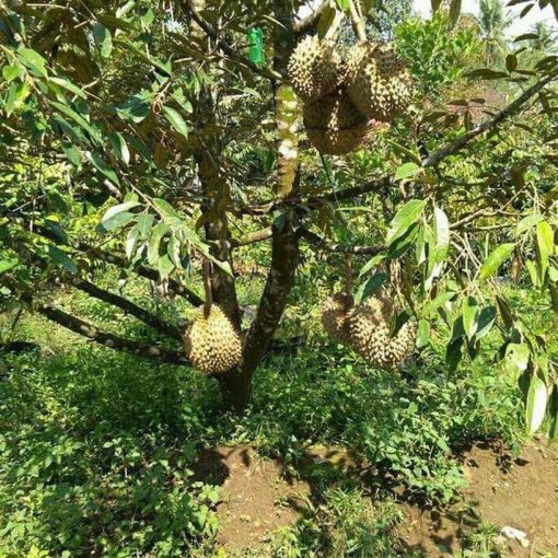 laris murah bibit pohon durian musang king umur 3 tahun tinggi 1 5 meter Kota Administrasi Jakarta Utara