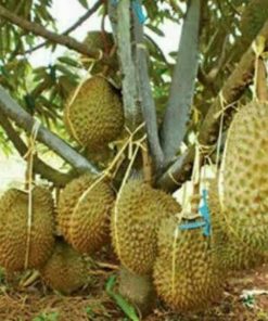 bibit tanaman buah durian montong kaki 3 okulasi Surakarta