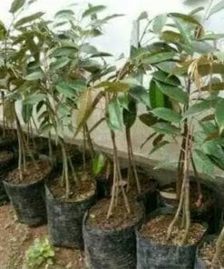 bibit tanaman buah durian montong kaki 3 okulasi Jawa Tengah