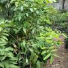 pohon lengkeng aroma durian tinggi 1 5 meter siap buah freong Bogor