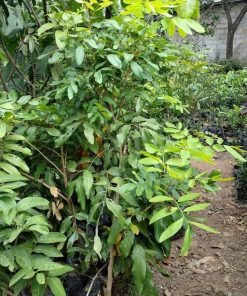 pohon lengkeng aroma durian tinggi 1 5 meter siap buah freong Pekalongan