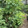 j1 pohon lengkeng aroma durian tinggi 1 5 meter siap buah bkk Metro
