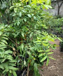 pohon lengkeng aroma durian tinggi 1 5 meter siap buah Maluku