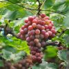 COD Bibit Buah Anggur Red Prince Tinggi 20cm uk1 Subulussalam
