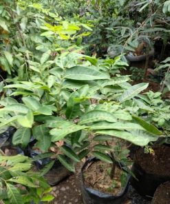 tanaman hidup pohon lengkeng aroma durian tinggi 1 5 meter siap buah r12 Kalimantan Timur
