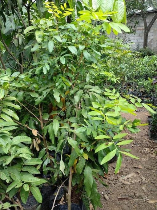 tanaman hidup pohon lengkeng aroma durian tinggi 1 5 meter siap buah r12 Kalimantan Tengah