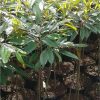 tanaman hidup bibit pohon durian bawor 1 meter kaki 3 j1 Tangerang