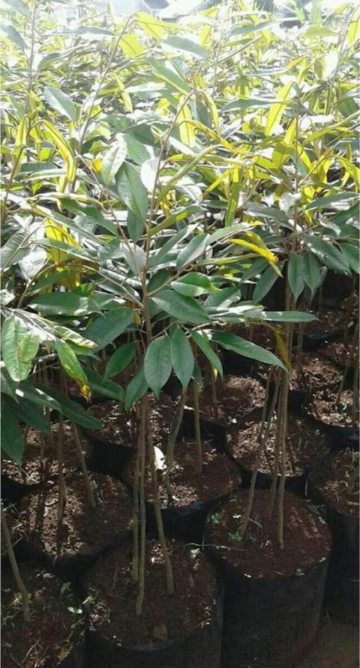 tanaman hidup bibit pohon durian bawor 1 meter kaki 3 j1 Tangerang