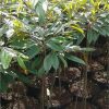 tanaman hidup bibit pohon durian bawor 1 meter kaki 3 j1 Mataram