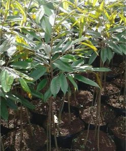 tanaman hidup bibit pohon durian bawor 1 meter kaki 3 j1 Mataram