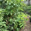 terlaris pohon lengkeng aroma durian tinggi 1 5 meter siap buah Jawa Tengah