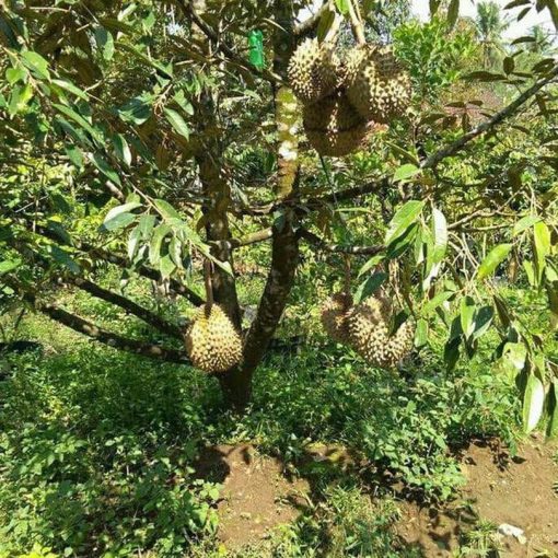 premium bibit pohon durian musang king umur 3 tahun tinggi 1 5 meter Palembang