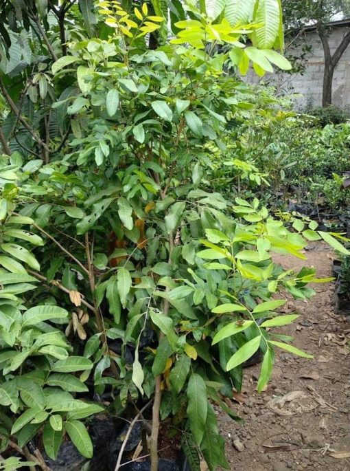 bibit buah pohon lengkeng aroma durian tinggi 1 5 meter siap buah Tanjungpinang