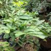 bibit buah pohon lengkeng aroma durian tinggi 1 5 meter siap buah Kalimantan Timur