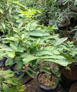 bibit buah pohon lengkeng aroma durian tinggi 1 5 meter siap buah Kalimantan Timur
